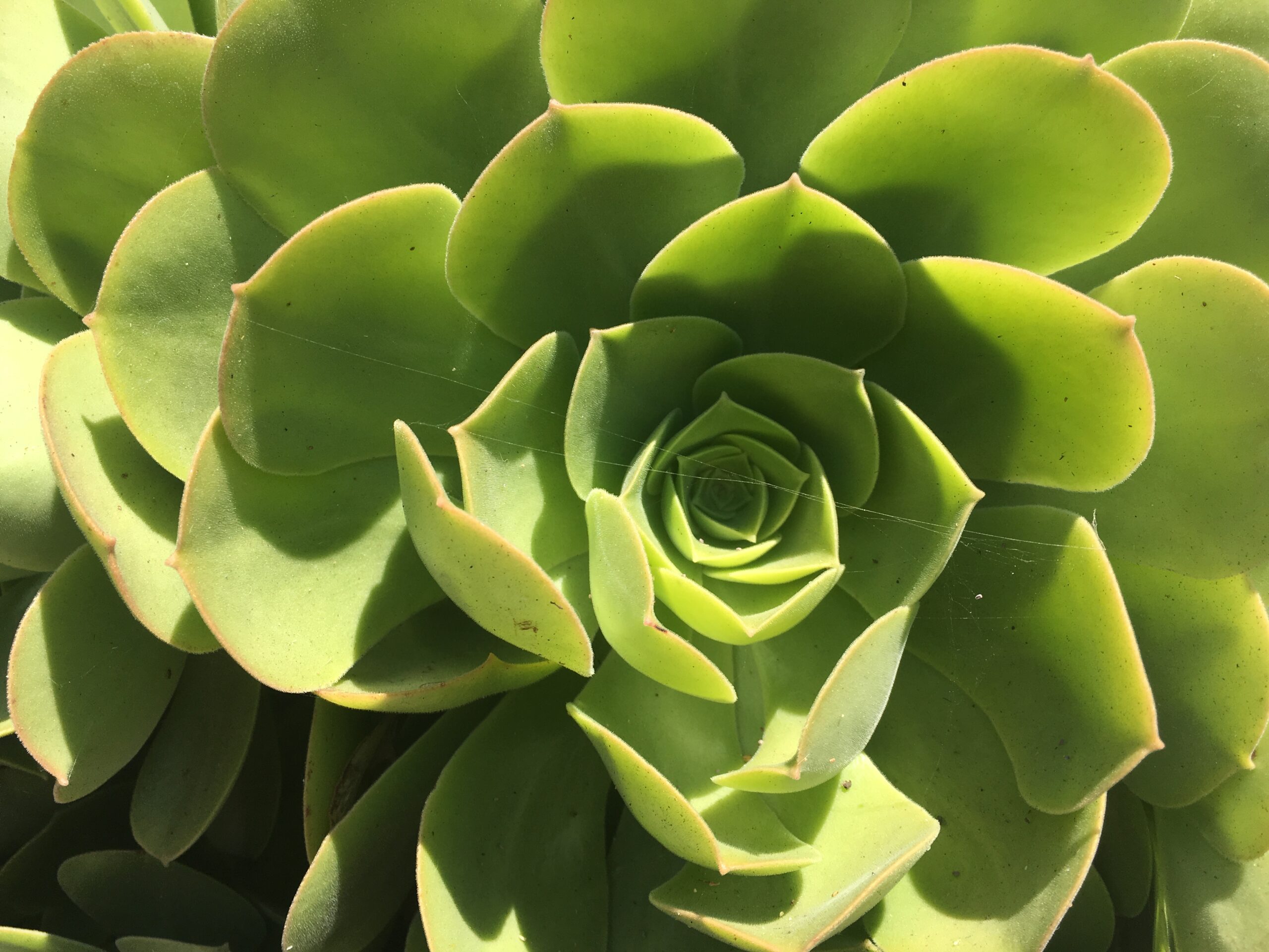 The Position of Science on Meditation