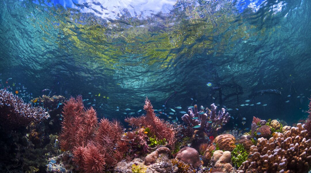 What is Reef-Safe SPF?